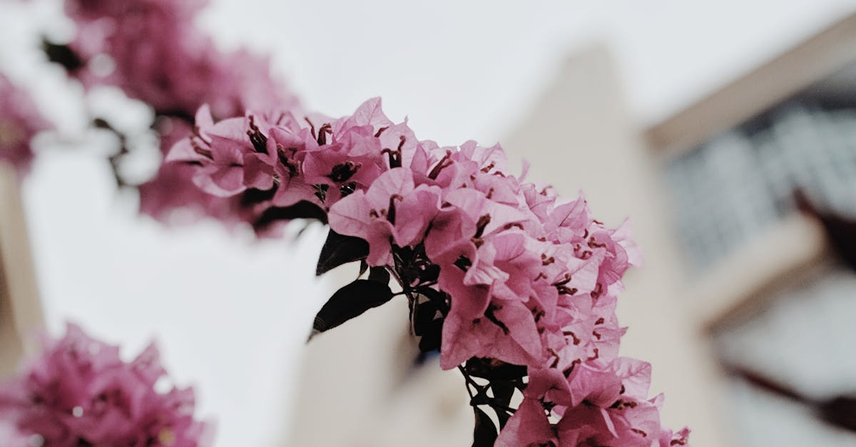 A Beginner's Guide to Traditional Chinese Acupuncture Techniques