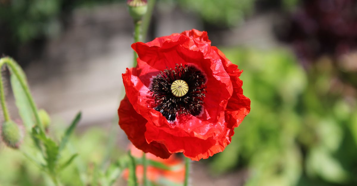 Comparing Traditional and Modern Techniques for Pain Alleviation