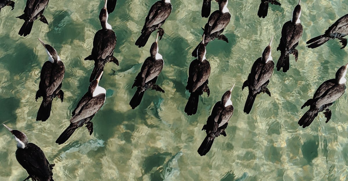 Essential Tools and Equipment for Auricular Acupuncture