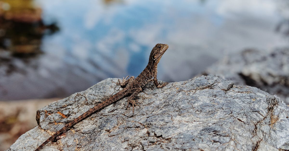 How to Interpret Online Reviews for Acupuncture in Brisbane