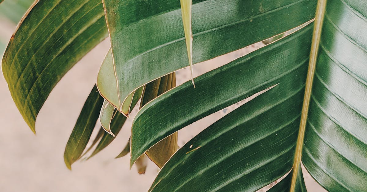 Insightful Questions for Assessing Treatment Approaches in Brisbane Acupuncture