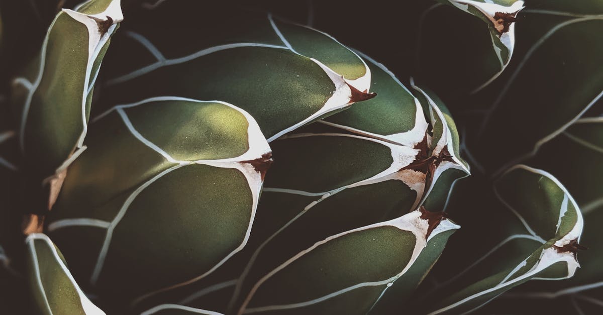 The Role of Acupuncture in Enhancing Nightly Rest